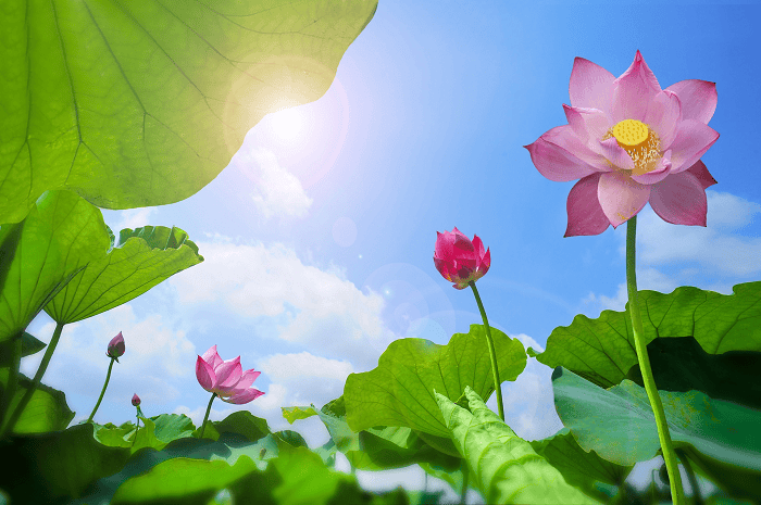lienhoagroup.vn